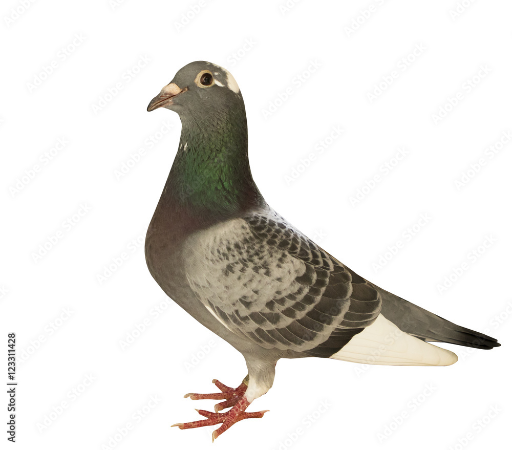 full body of speed flying racing pigeon isolated white backgroun full body of speed flying racing pigeon isolated white backgroun