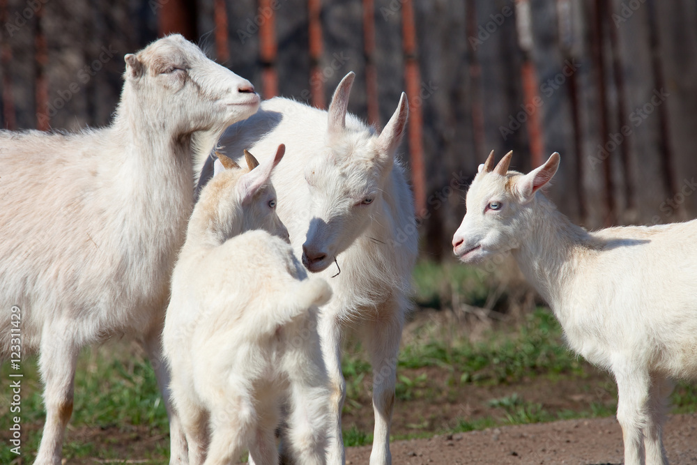 Obraz premium white goat