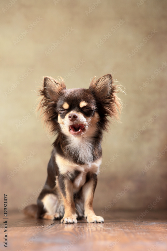 sitzender Langhaar-Chihuahua im Studio