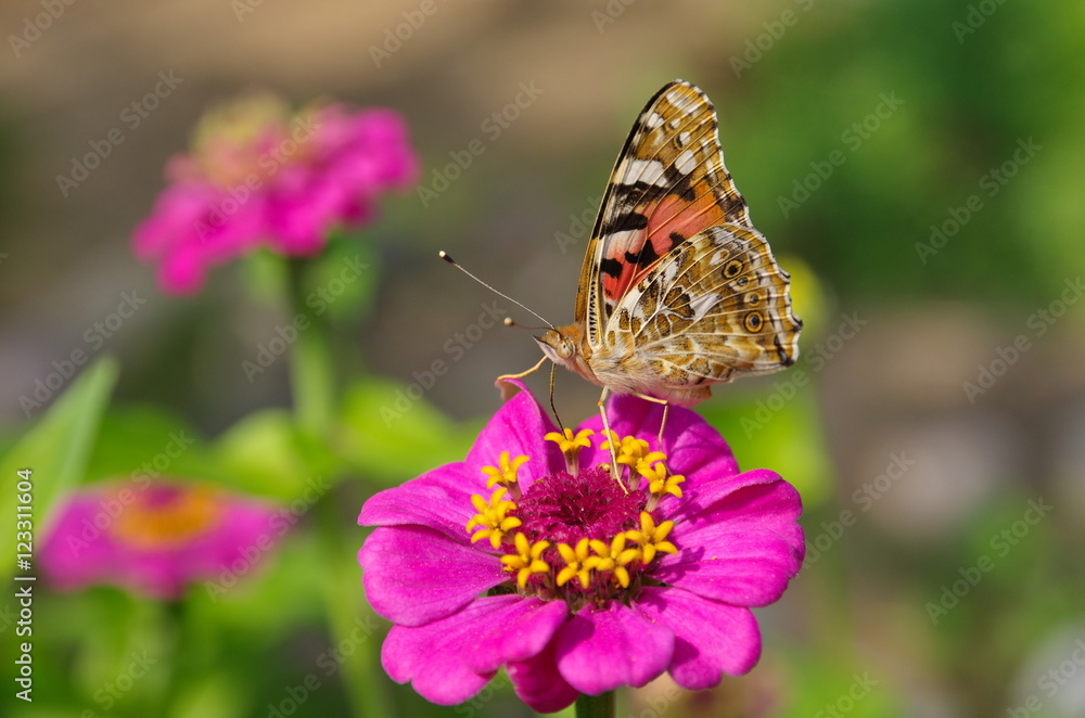 Butterfly Vanessa cardui on a zinnia flower Butterfly Vanessa cardui on a zinnia flower