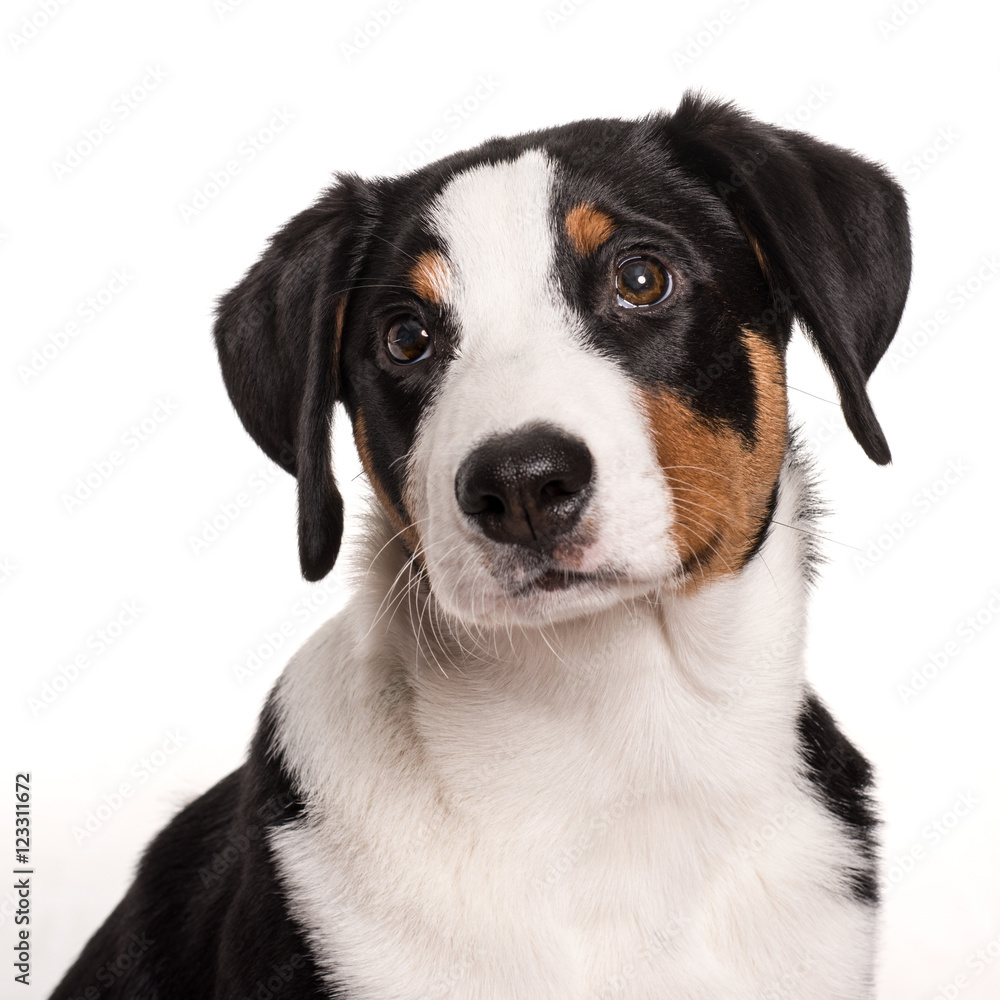 Hundekopf freigestellt - Appenzeller Sennenhund im Portrait 