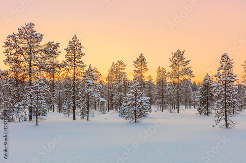 Sunset in winter forest, trees and snow