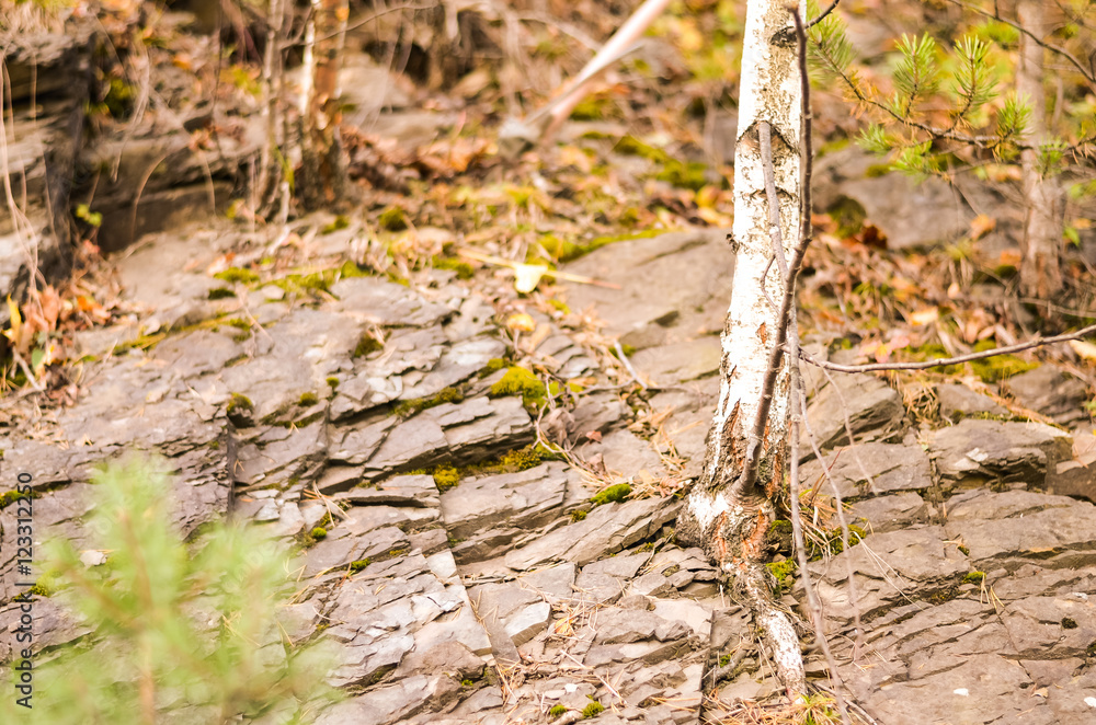birch tree growing through argilite rocks birch tree growing through argilite rocks