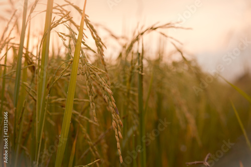 Head rice  ear of rice  rice field