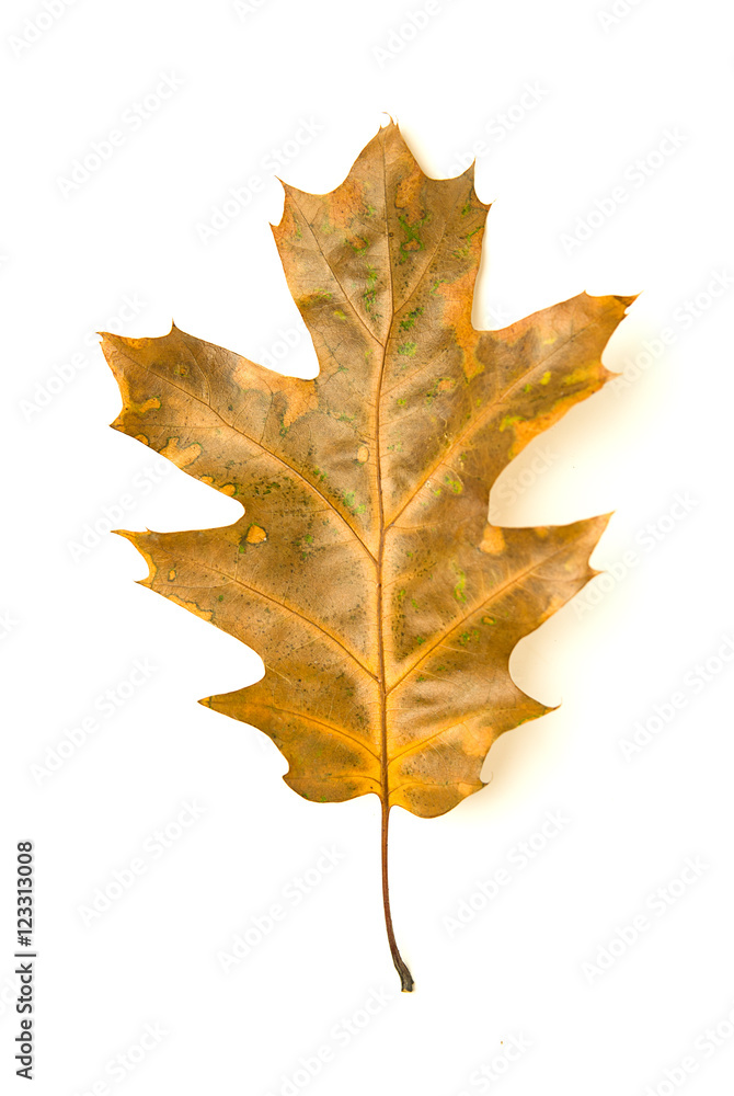 Dry fallen autumn leaf of a tree on white Dry fallen autumn leaf of a tree on white