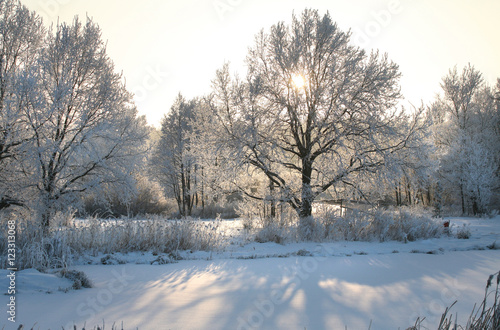 winter Forest © salman2