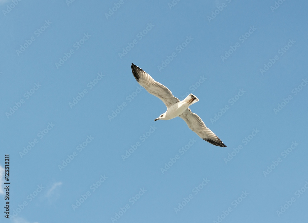 the Marine gull the Marine gull