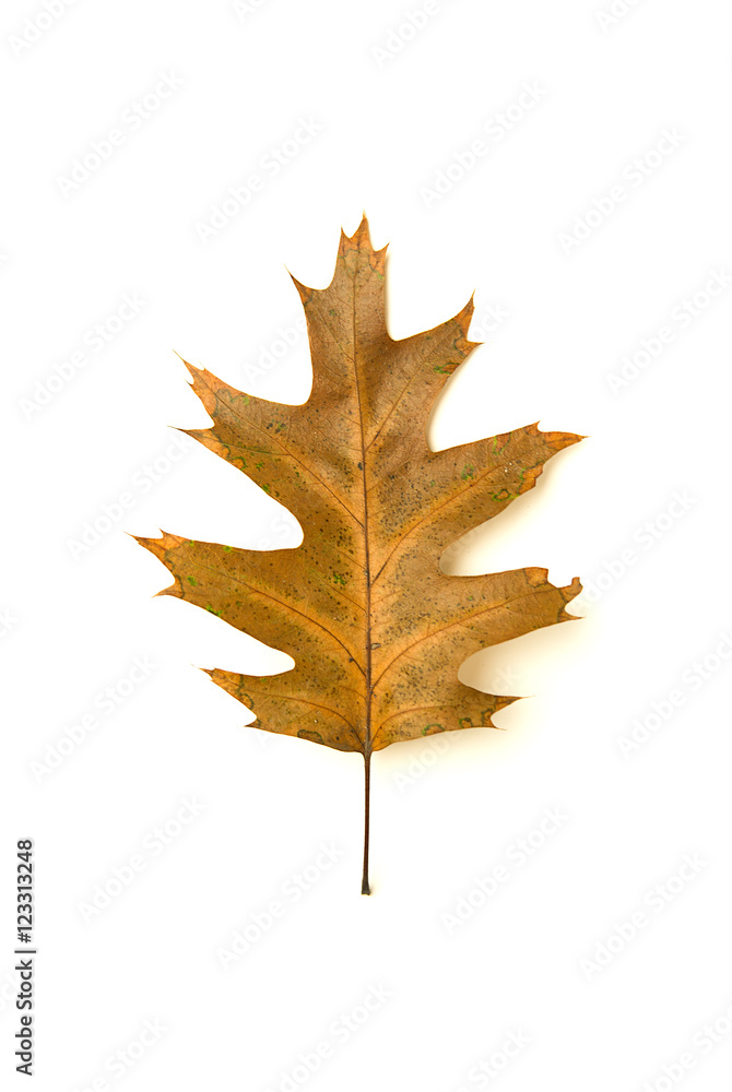 custom made wallpaper toronto digitalDry fallen autumn leaf of a tree on white