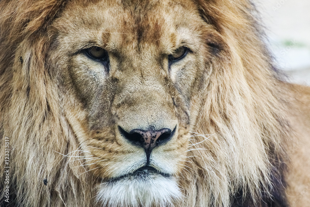 Plexiglas schilderij met Lion's head. King of animals #123313817