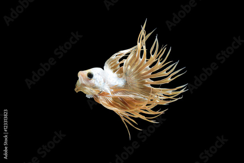 Male crown tail Betta fish