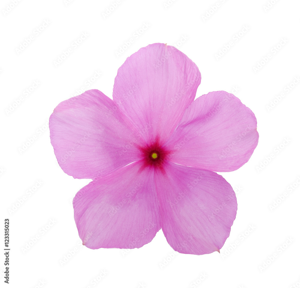 purple flower isolated on a white