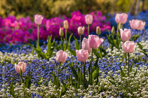 closeup of colorful springtime flowers flowerbed 