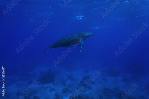 A humpback whale underwater, Megaptera novaeangliae, Pacific ocean, Rurutu, Austral islands, French Polynesia © dam
