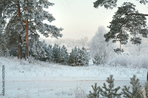 Winter pine forest © salman2