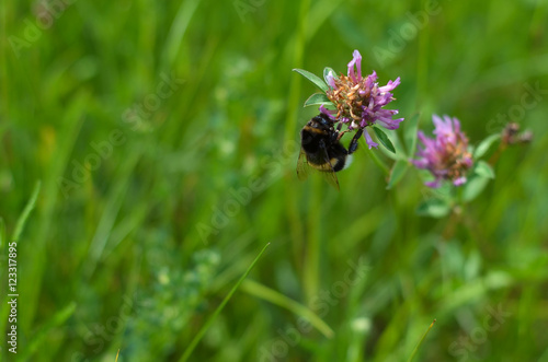Bumblebee sucking pollen of wildflowers in a meadow  © s72677466
