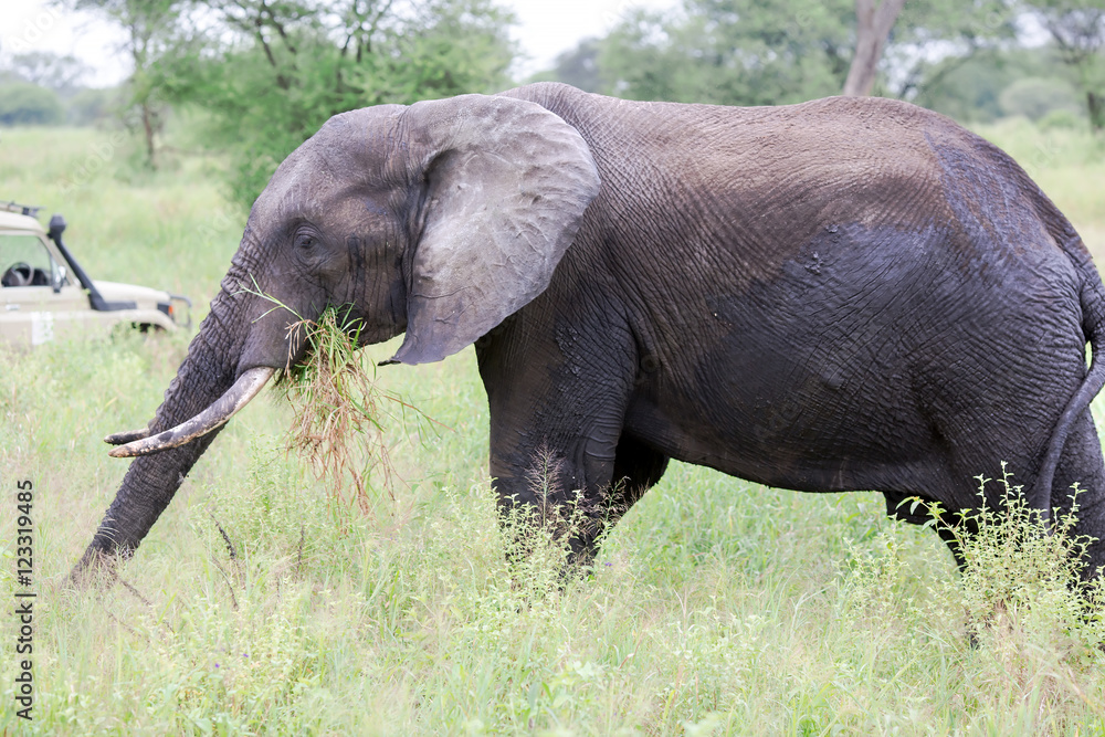 African bush elephant (Loxodonta africana) grazing in the meadows of the savannah in Tarangire National Park, Tanzania.The African bush elephant is the largest and heaviest land animal on earth.