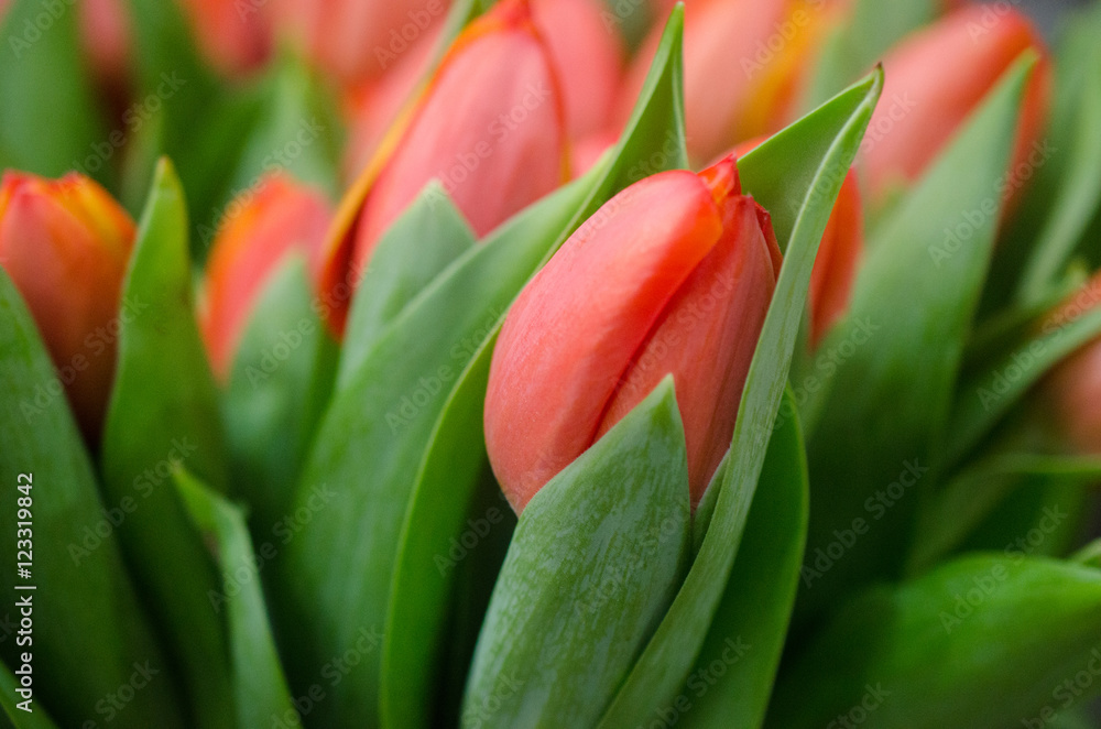 Naklejka premium Tulipes rouges