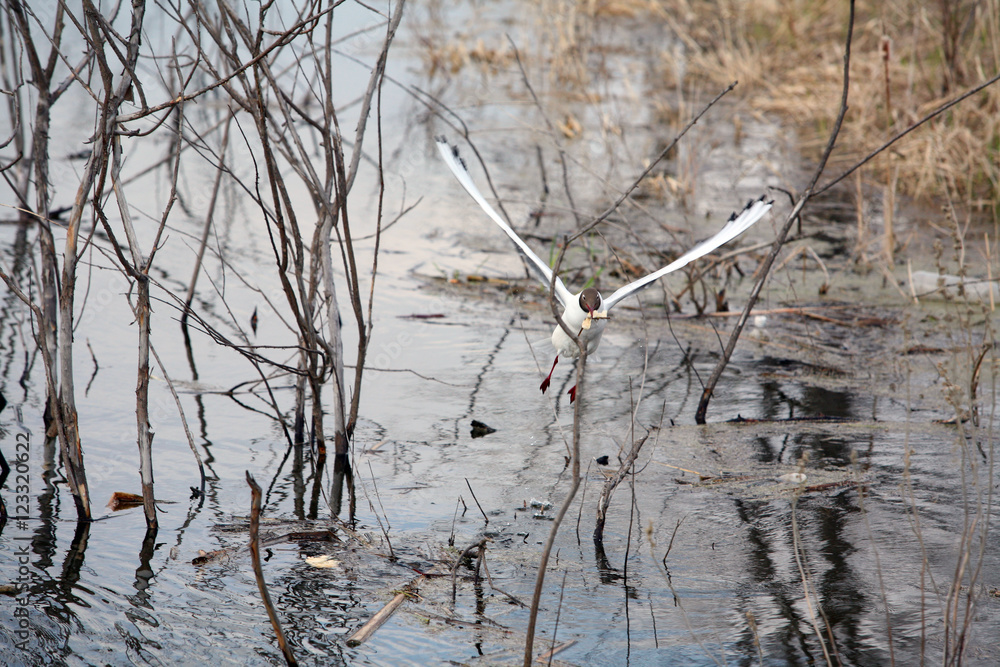 Fototapeta premium seagull