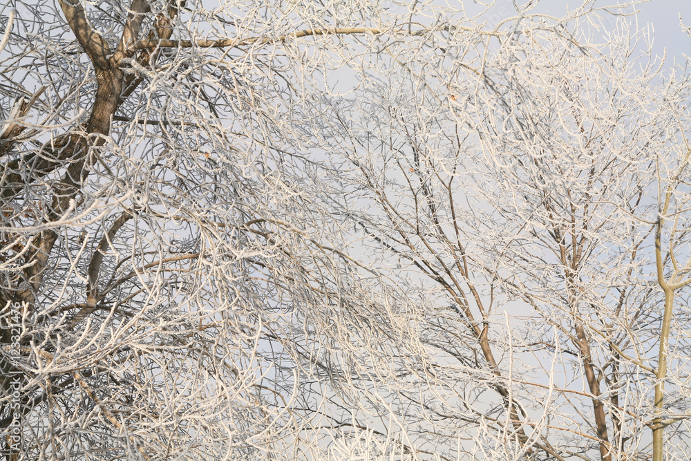 Fototapeta premium Frost on the branches of trees