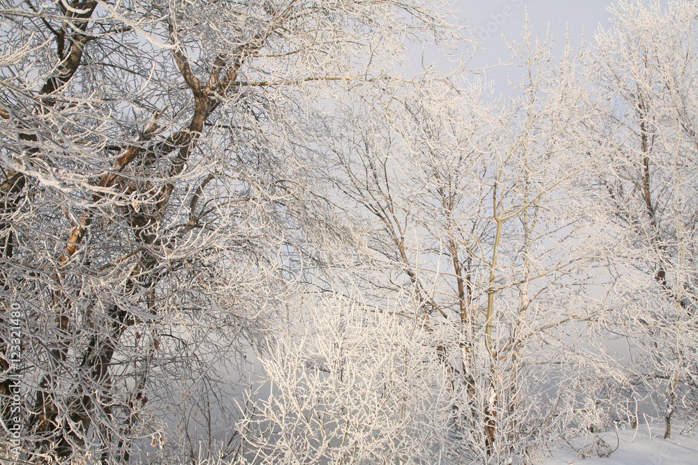 Frost on the branches of trees Frost on the branches of trees