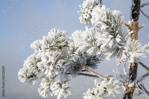 pine branch with hoarfrost