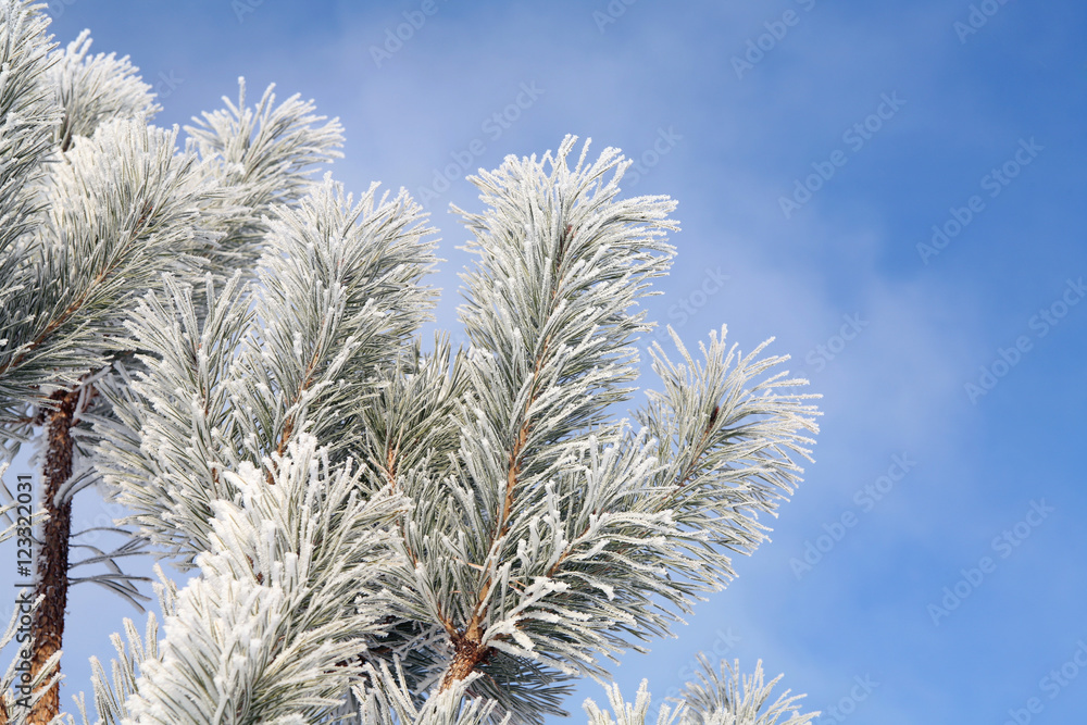 pine branch with hoarfrost pine branch with hoarfrost
