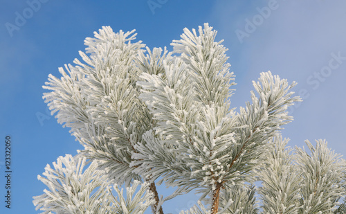 pine branch with hoarfrost