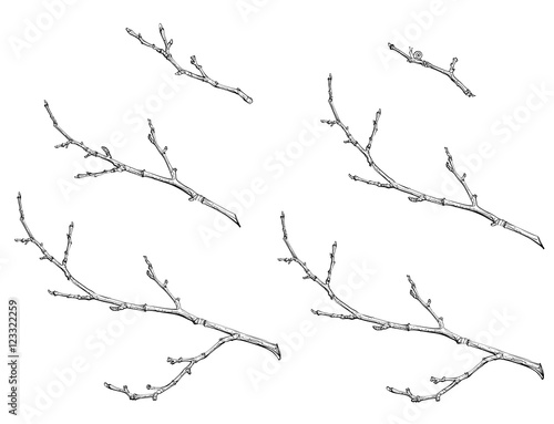 Canvas Print tree branches