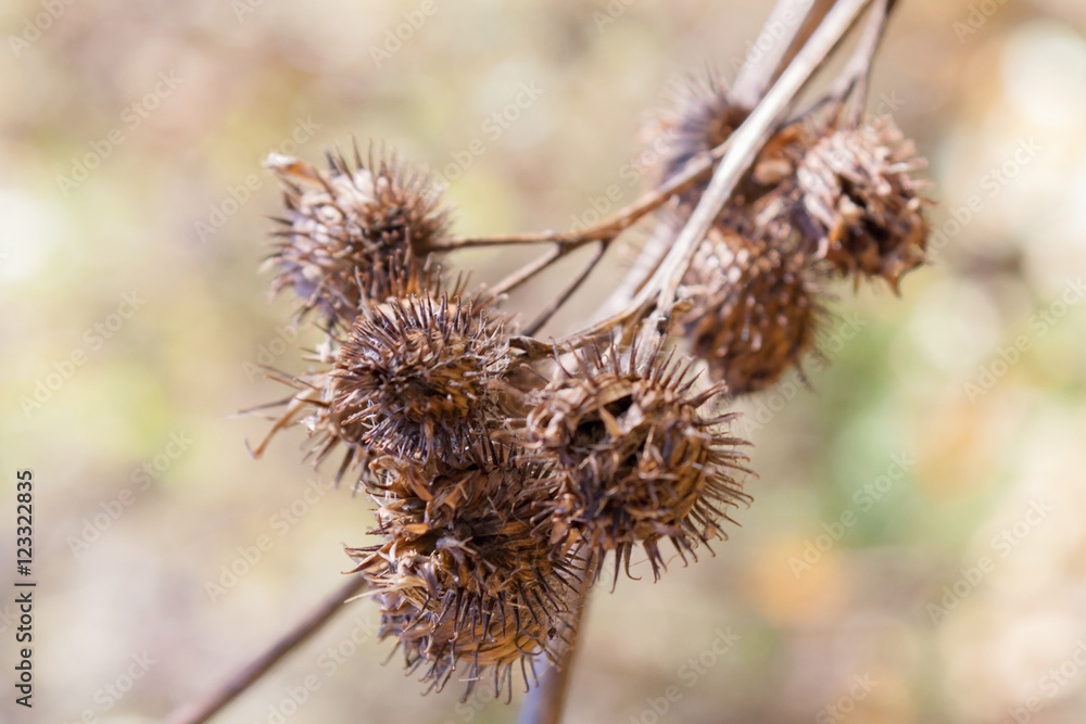 Dry buds of plants in sunny autumn day Dry buds of plants in sunny autumn day