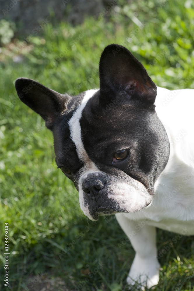 french bulldog french bulldog