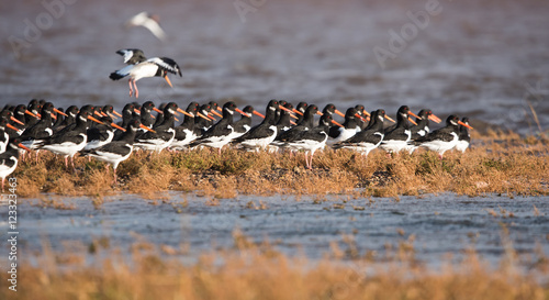 Photos Eurasian Oystercatcher, Oystercatcher, Birds
