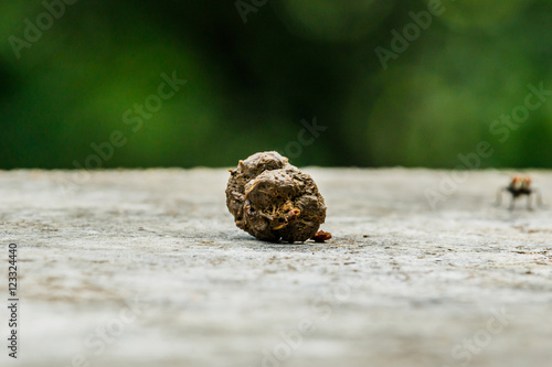 Photography Dry monkey stools on the ground