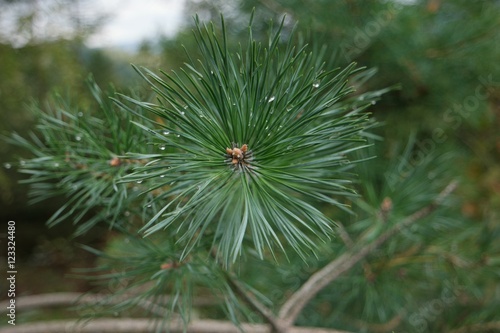 A branch of coniferous tree