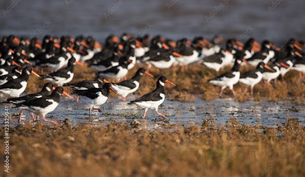 Eurasian Oystercatcher, Oystercatcher, Birds