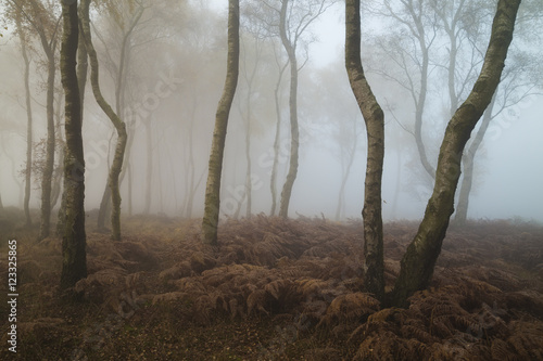 Fog over Stanton Moor, Peak District, England, UK photo