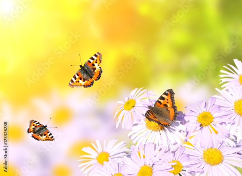 Butterflies flying over flowers