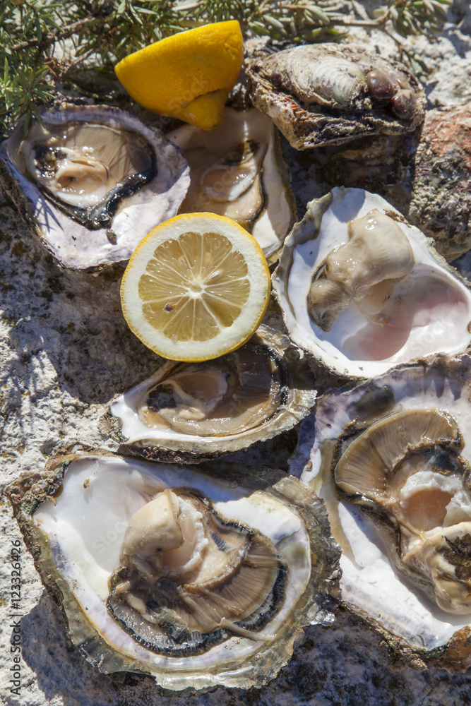 Romantic epicure orgy on the sea coast Fresh picked oysters and organic lemon and mediterranean herbs Romantic epicure orgy on the sea coast Fresh picked oysters and organic lemon and mediterranean herbs