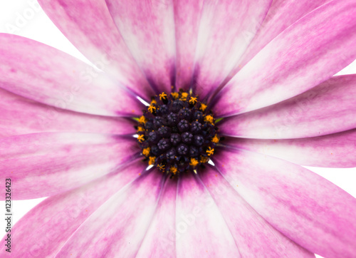 Violet Pink Osteosperumum Flower Daisy Isolated