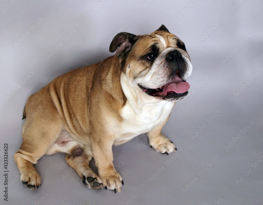very beautiful, smart and funny dog in studio very beautiful, smart and funny dog in studio