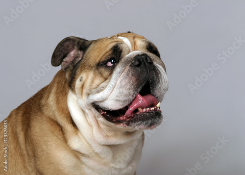 very beautiful, smart and funny dog in studio