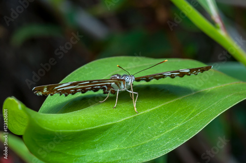 Wallpaper Mural The Honshu White Admiral (Limenitis glorifica) on a leaf Torontodigital.ca