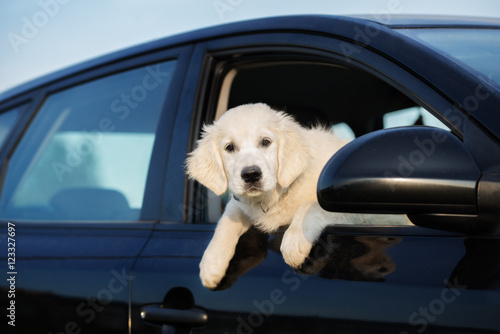 golden retriever puppy looking outside a car window