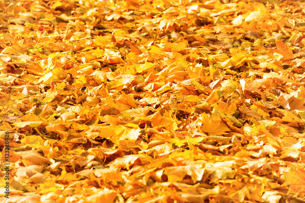 Autumn fallen orange leaves in a park Autumn fallen orange leaves in a park