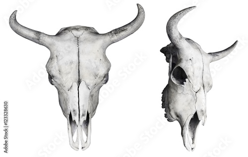 Bison skull isolated on white. Front and side view