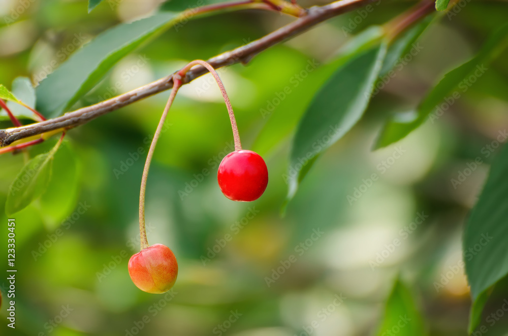 Cherry tree with red fruits growing in the garden, natural seasonal background Cherry tree with red fruits growing in the garden, natural seasonal background