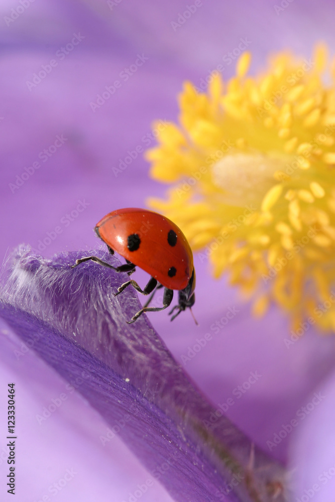 Fototapeta premium Anemone patens