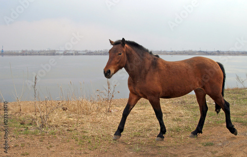 Fototapeta Naklejka Na Ścianę i Meble -  horse on the beach