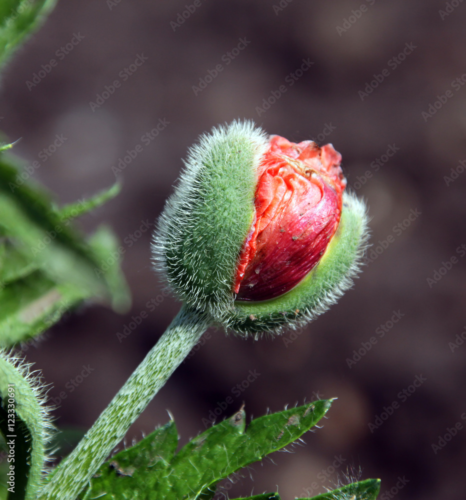 Obraz premium flowers