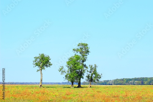 Isolated trees in field