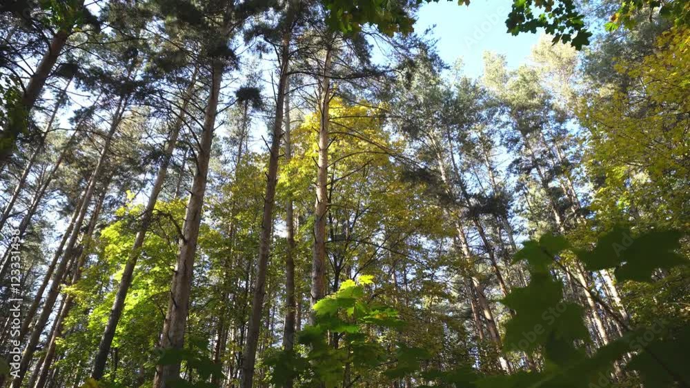 Bright autumn forest. Autumn